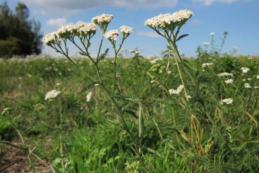 Campanulidová vetva